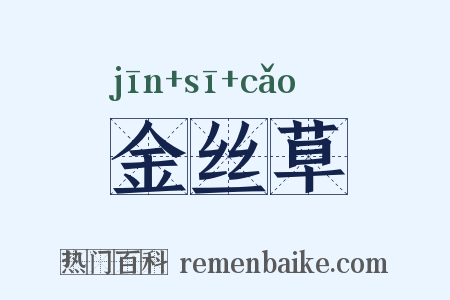 金丝草是什么意思的图片